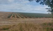Trail Electric bike Esparron-de-Verdon - Riez plateau de Valensole - Photo 4
