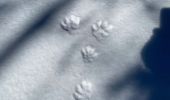 Percorso Racchette da neve Vaulnaveys-le-Haut - Lac Achard - Photo 15