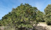 Tocht Stappen Le Castellet - Les crêtes de Cuges les Pins - Photo 5