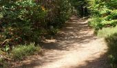 Trail Walking Deyvillers - Forêt de Deyvillers - Photo 1