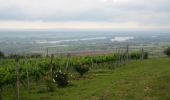 Excursión A pie Neszmély - Piros négyzet (Neszmély - Dunaszentmiklós - Látó-hegyi szőlők, településhatár) - Photo 3