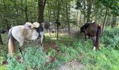 Tour Reiten Vielsalm - Mont-le-Soie Boucle orange - Photo 18