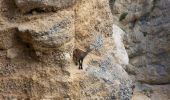 Tocht Stappen Die - Le Glandasse (Abbaye-Comptoir à moutons-Fauchard-Abbaye) - Photo 13