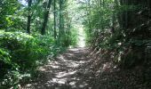 Trail Walking Singles - cotteuge Auvergnd - Photo 7