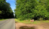 Tour Wandern Tracy-le-Mont - en forêt de Laigue_2_Le Petit Octogone et l'Octogonet - Photo 19