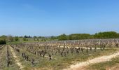 Randonnée Marche Orée-d'Anjou - CHAMPTOCEAUX Parmi les vignes - Photo 3