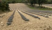 Randonnée Marche Grambois - La Pourraque Beaumont de Pertuis 84 - Photo 1