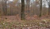 Trail Walking Baelen - 20231120 - Perkiets 7.4 Km - Photo 7