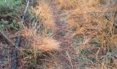 Trail Walking Roussas - Roussas 8km - Photo 3