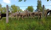 Percorso Marcia Peyre en Aubrac - live Aumont Aubrac - Nasbinals  - Photo 20