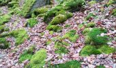 Tocht Stappen La Roche-en-Ardenne - Maboge  - Photo 13