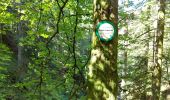 Trail Walking Xonrupt-Longemer - randonnée sur 2 jours des 5 lacs dans les Vosges ( longemer, blanchemer, lispach, Retournemer, de la lande) - Photo 4