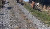 Trail Walking Manigod - ARAVIS: POINTE D'ORSIERE - Photo 1