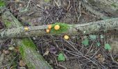 Tocht Stappen Corsaint - circuit Turley par forêt et prairie et ruisseau  - Photo 7