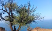 Tour Wandern Banyuls-sur-Mer - cap del troc . coll de gran bau . cap réderis . retour par le chemin du littoral  - Photo 8