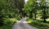 Percorso Marcia Vielsalm - Forêt domaniale du Grand-Bois - Photo 12