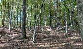 Tour Zu Fuß Tieschen - Weinbergweg - Photo 7