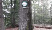 Trail Walking Bitche - Bitche - étang Hasselfurth  - Photo 1