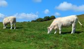Trail Walking La Bresse - Le Hohneck et ses lacs d'altitude - Photo 10