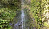 Tocht Stappen Santana - Levada  - Photo 13