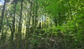 Percorso Camminata nordica Lauroux - SityTrail - Labeil Forêt de l'Escandorgue Juin 2021 - Photo 1