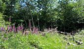 Tour Wandern Vöklingshofen - abbaye Marbach boucle par col Hasstatt - Photo 10