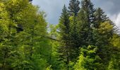 Tocht Stappen Gresse-en-Vercors - Col de l'Allimas - Photo 3