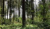 Randonnée Marche Vielsalm - Forêt domaniale du Grand-Bois - Photo 4