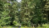 Trail Walking Vielsalm - Becheva piéton - Photo 10