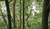 Tour Wandern Esch an der Sauer - rando 1b - Photo 1