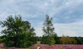 Tocht Stappen Zonhoven - de-wijers-de-teut-instapplaats-donderslagseweg-blauw - Photo 7