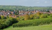 Randonnée A pied Rosheim - Le parcours du vigneron - Photo 5