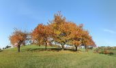 Tour Zu Fuß Weinheim - Rundwanderweg Röckelsberg 4: Röckelsberg-Weg - Photo 6