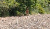 Excursión Senderismo L'Île-Bouchard - l'île-Bouchard - Brizay Theneuil Parçay-sur-Vienne - 24km 300m 5h10 (1h05) - 2024 07 24 - Photo 11