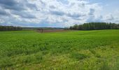 Trail Walking Havelange - Barvaux en Condroz 220425 - Photo 8