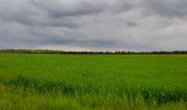 Tocht Stappen Crouy-sur-Ourcq - Marais de Negando et le Clignon depuis Crouy sur Ourcq - Photo 13