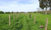 Tocht Stappen Dalhem - La voie des Moulyniers (5,6km) - Photo 11