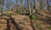 Tour Zu Fuß Ebersburg - Rhön-Rundweg 1 Ebersburg - Photo 6