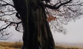 Trail Walking Waimes - CANI-RANDO TOUR ( boucle les caillebotis de la fagne wallonne) - Photo 5