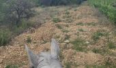 Trail Horseback riding Orthoux-Sérignac-Quilhan - mas bas - corconnes en boucle - Photo 8