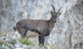 Randonnée Marche Die - Le Glandasse - Col des Bachassons par Valcroissant - Photo 3