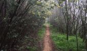 Trail Walking Tanneron - Mimosa  - Photo 6