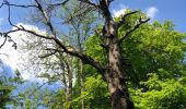 Randonnée Marche Musson - Tour de la forêt des Monts. - Photo 9