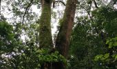 Excursión Senderismo Moorea-Maiao - les 3 pinus - Photo 10