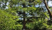 Trail Walking Fontainebleau - Le mont aigu  - Photo 10