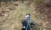 Tour Wandern Neufchâteau - Balade canine 2025 - Photo 3