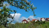 Randonnée A pied Herrenberg - SchönbuchTrauf - Photo 2