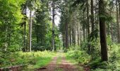 Tocht Stappen Vielsalm - Forêt domaniale du Grand-Bois - Photo 8