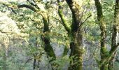 Percorso A piedi Unknown - Banagher Glen - Forest Trail - Photo 4