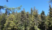 Excursión Senderismo Sainte-Marie-aux-Mines - Col des Bagenelles et les deux Brézouard - Photo 10